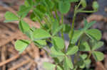 Tufted yellow woodsorrel